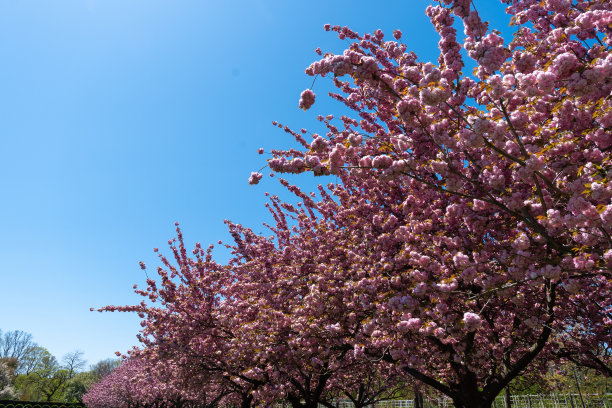 植物园春季盛开的树木。阳光明媚的日子和大自然图片下载