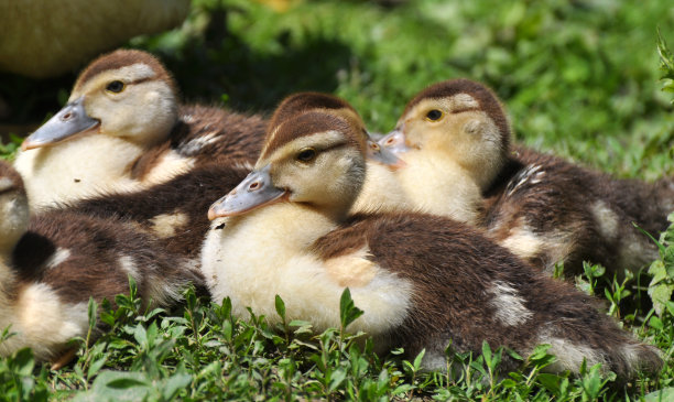 麝香品种的小鸭子图片下载