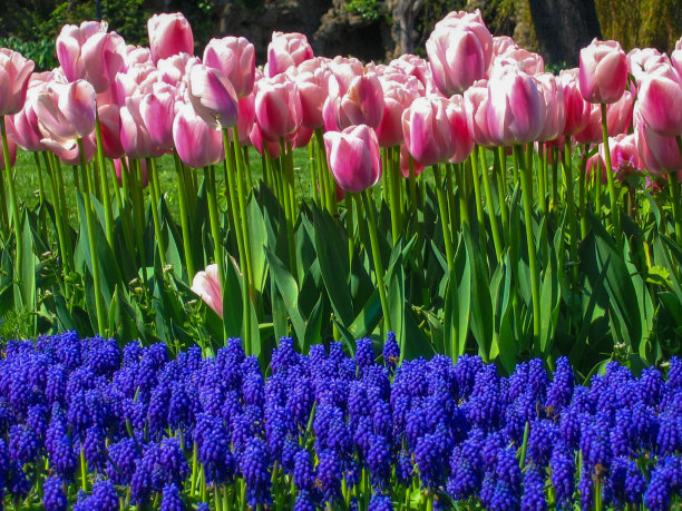 公园里的几朵紫色和粉色的花图片下载