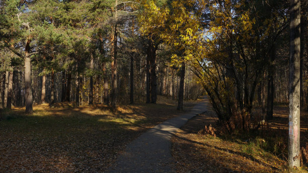 秋天森林里的柏油路。穿过松树和树木之间的森林。图片下载