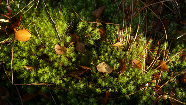 绿色的森林苔藓被阳光照亮，草和枯萎的叶子图片下载