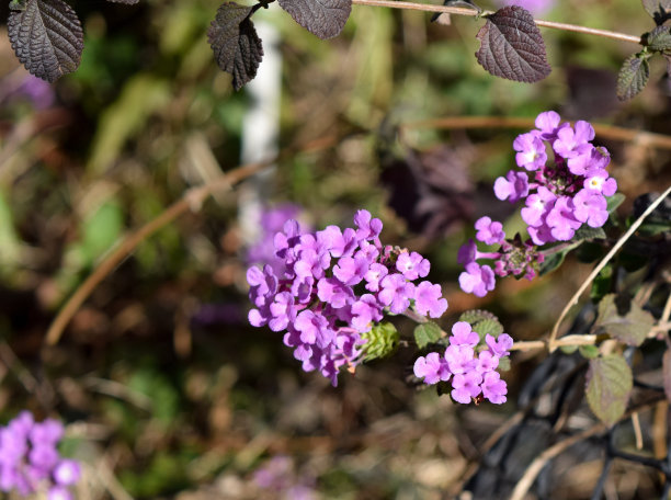 大戟花的紫丁香花图片下载