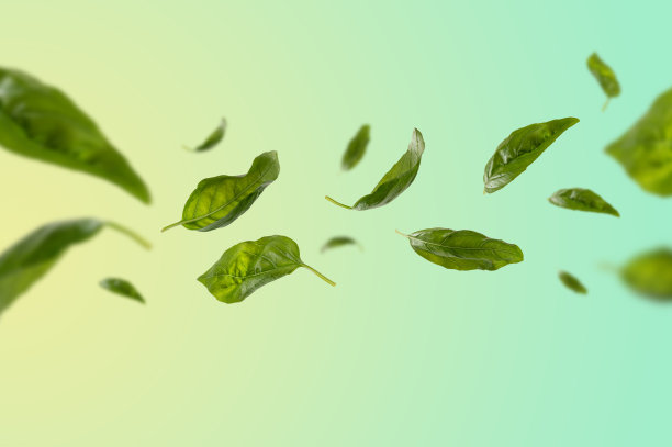 新鲜的悬浮叶子分离图片下载