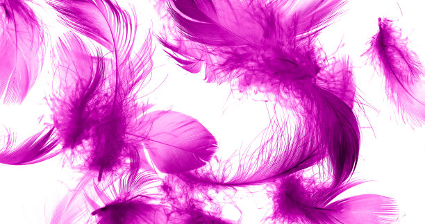 紫罗兰色的鸭羽毛配上白色的孤立背景图片下载