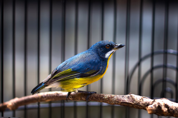 Prentiss Pelangi是双翅科鸟类的一种。图片下载