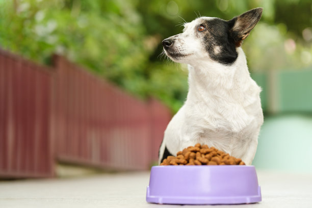 可爱的黑白相间的小狗坐着，看向一边，碗狗粮在她的面前。接近，复制空间在左侧，标志或广告的地方。图片下载