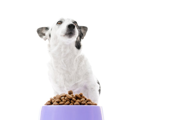可爱的黑白相间的狗正坐着，紫色的碗狗粮在她的面前。狗在向上看。白色隔离，右侧复制空间。图片下载