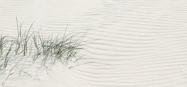 沙地上的沙丘草特写图片下载