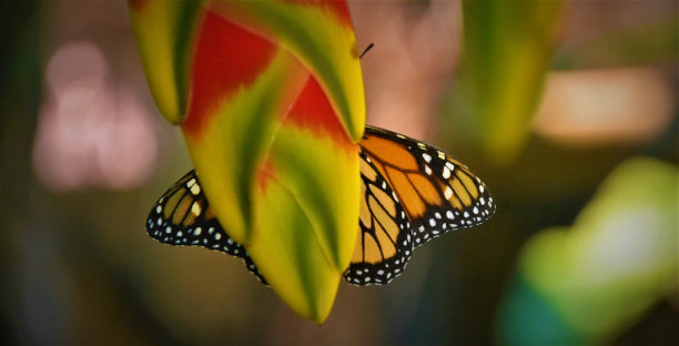 热带花后面的蝴蝶图片下载