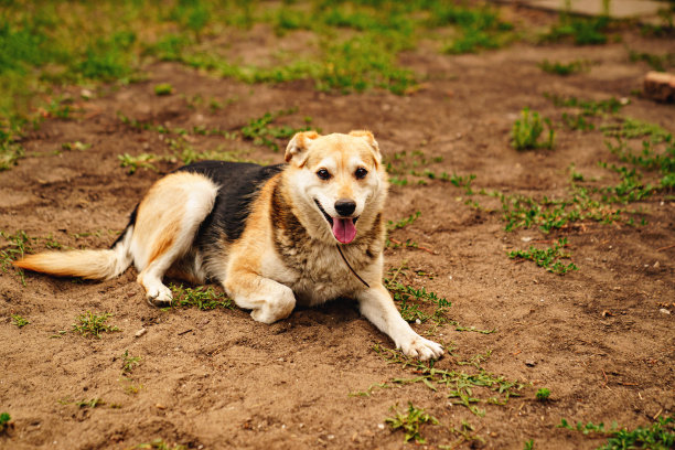 一只大流浪狗躺在地上。图片下载