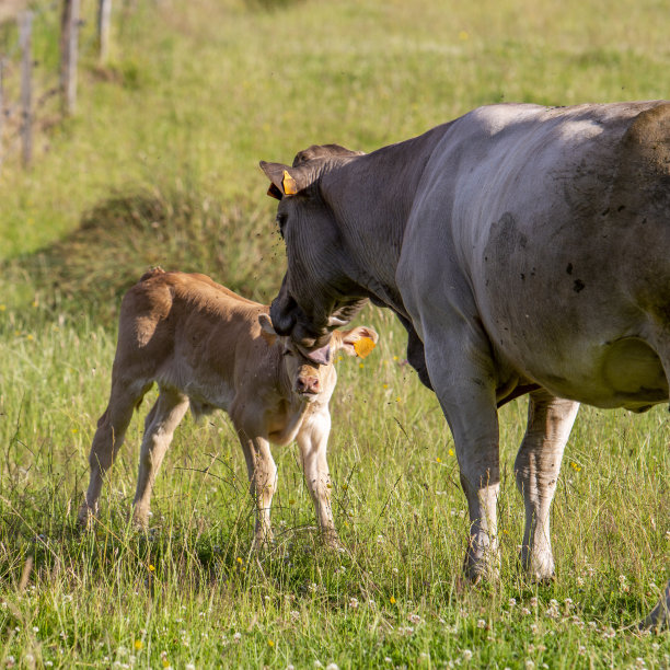 奶牛在夏季草地的高草上舔小牛图片下载