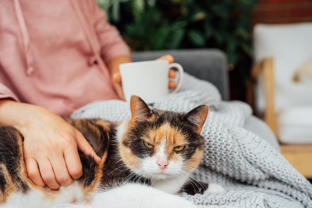 近距离看到五颜六色的宠物猫坐在家里的沙发上，和穿着格子衣服的女人一起喝着热茶、咖啡。冬季舒适舒适，秋季周末概念。休息和放松。有选择性的重点图片下载