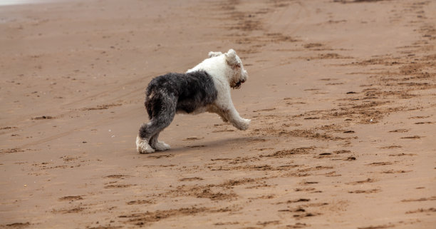 沙滩上的狗图片下载