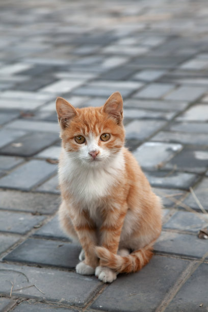 可爱的猫姜图片下载