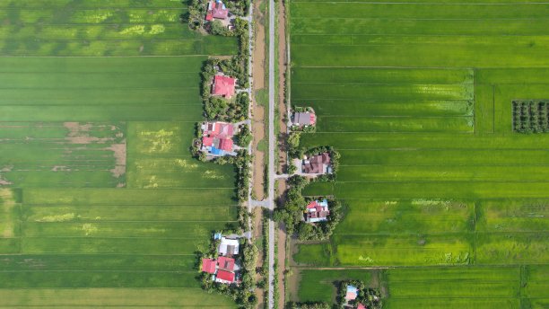 马来西亚吉大和佩利斯的稻田图片下载