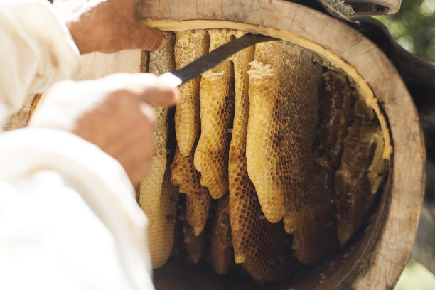养蜂人从蜂巢中采蜜图片下载