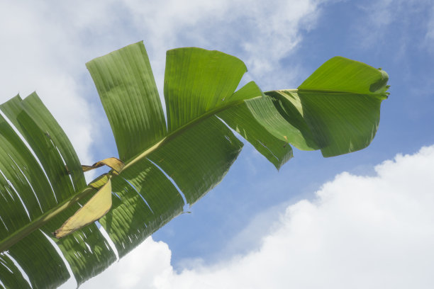 芭蕉叶，蓝天白云背景图片下载