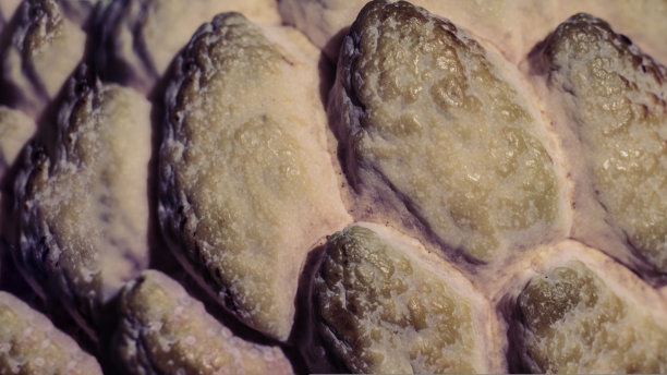 抽象神秘的背景美自然壁纸。真实照片特写微距糖蛋奶苹果番荔枝异国情调的热带水果。椭圆形鳞状皮肤质地表面粗糙。米色绿色光对比色图片下载