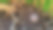 抽象的背景，奇妙的3D黄金结构图片下载