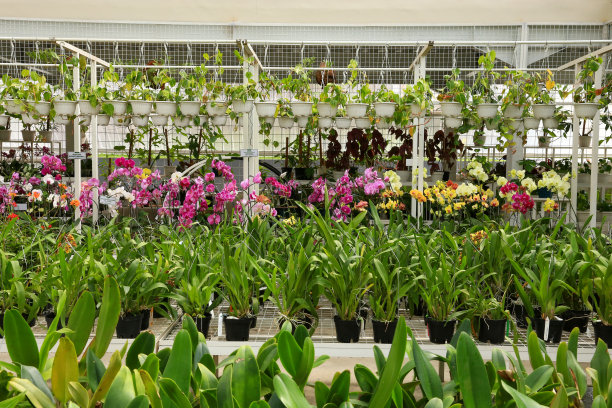 一个长满兰花的天堂图片下载