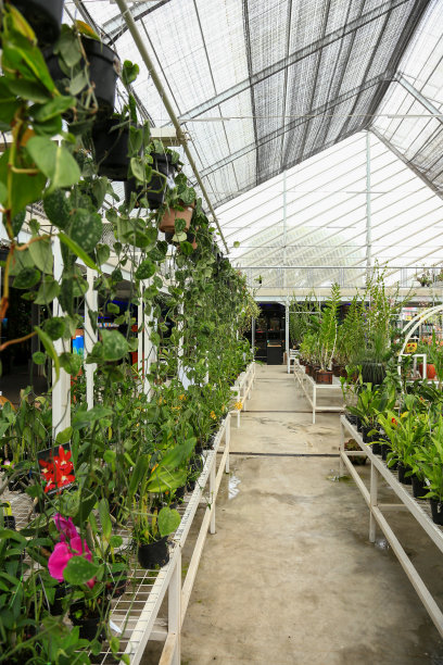 一条探索花园的小巷图片下载