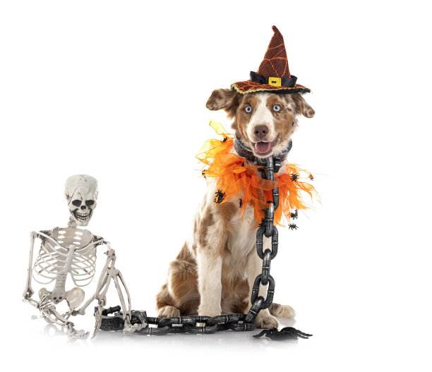 微型美国牧羊犬图片下载