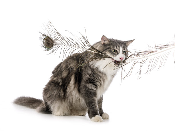 挪威森林猫图片下载