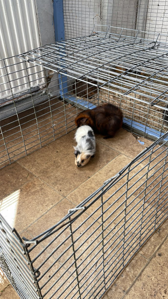 年轻，雌性，短毛的阿比西尼亚豚鼠(Cavia porcellus)在室内笼子里被介绍给成年豚鼠，将宠物融入既定的动物群体，高架视图，关注前景图片下载