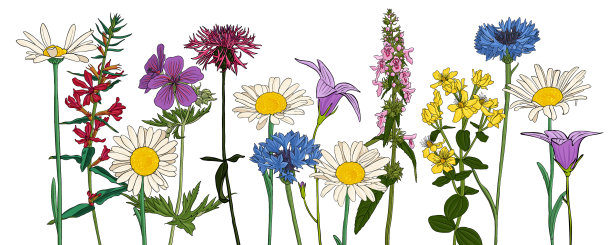 画的野花图片下载