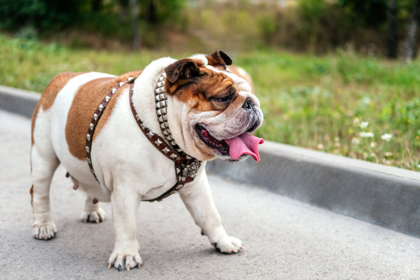 英国斗牛犬戴着狗具站在公园外面。狗在街上散步图片下载