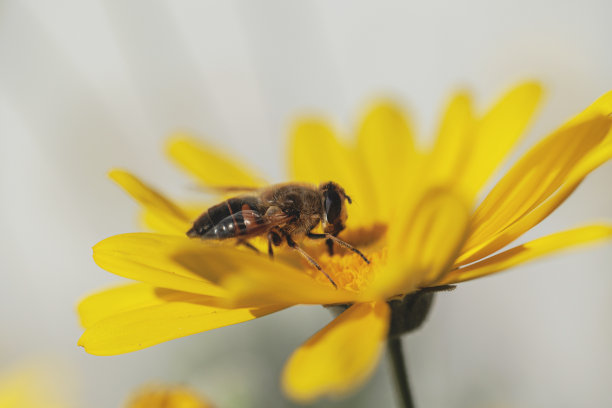 一只蜜蜂从一朵黄色的花上采集花蜜图片下载