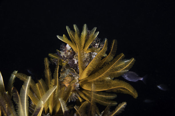 羽毛海星伸展手臂的特写图片下载