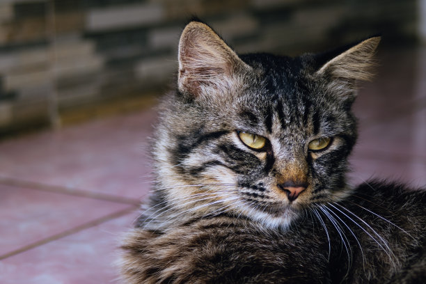 表情平面猫图片下载