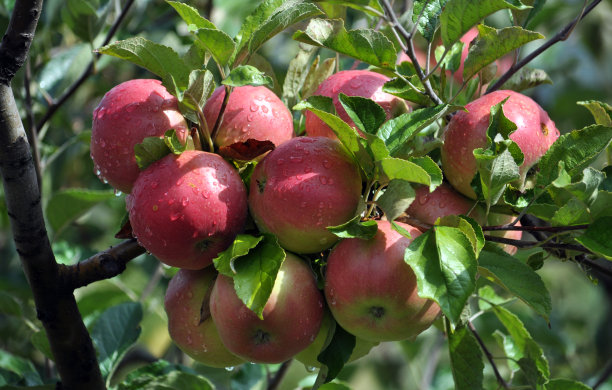 树枝上成熟的苹果图片下载