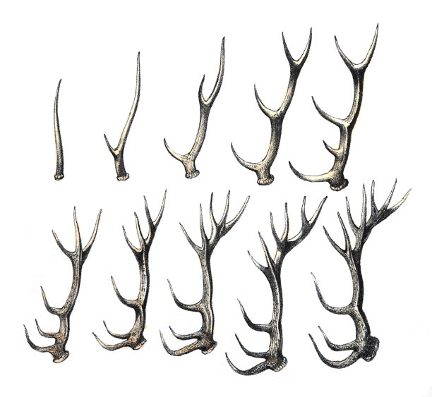 鹿角收集孤立的白色背景-复古色彩插图图片下载