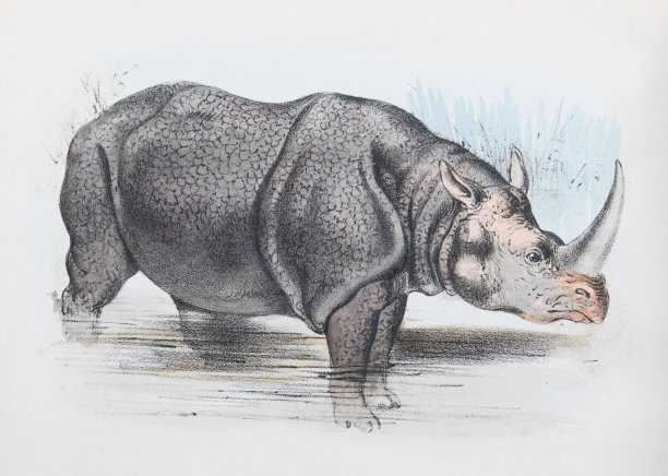 印度犀牛(独角犀)-复古彩色插图图片下载