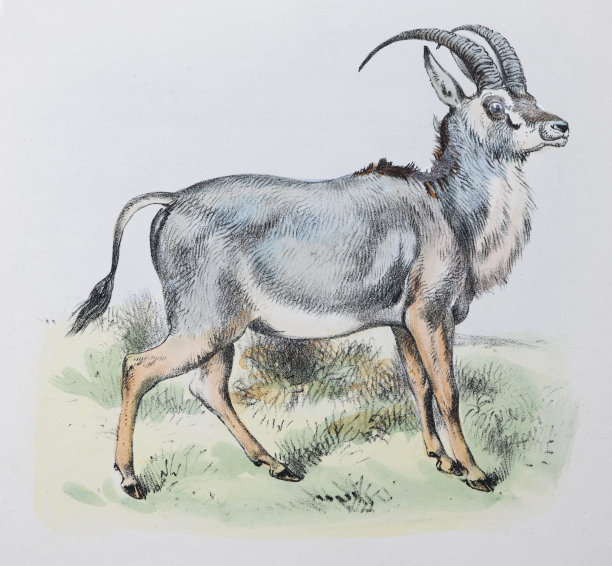 蓝羚(Hippotragus leucophaeus) -老式彩色插图图片下载