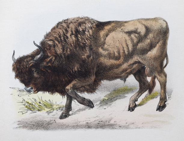 欧洲野牛，欧洲水牛或古色插图图片下载