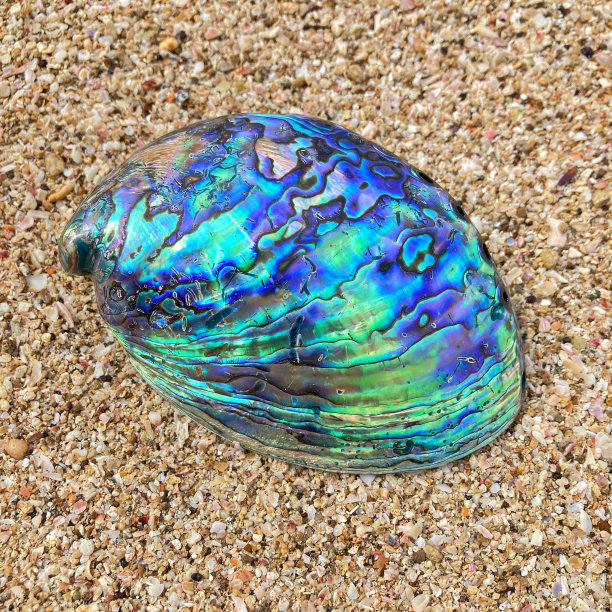 鲍鱼鲍鱼壳图片下载