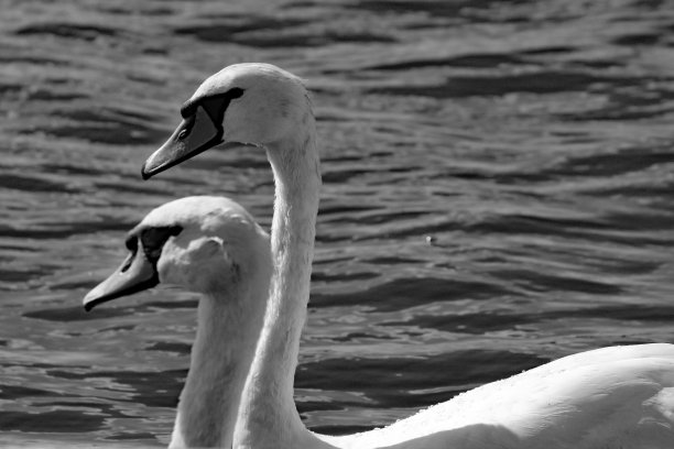 一只黑白相间的白天鹅图片下载