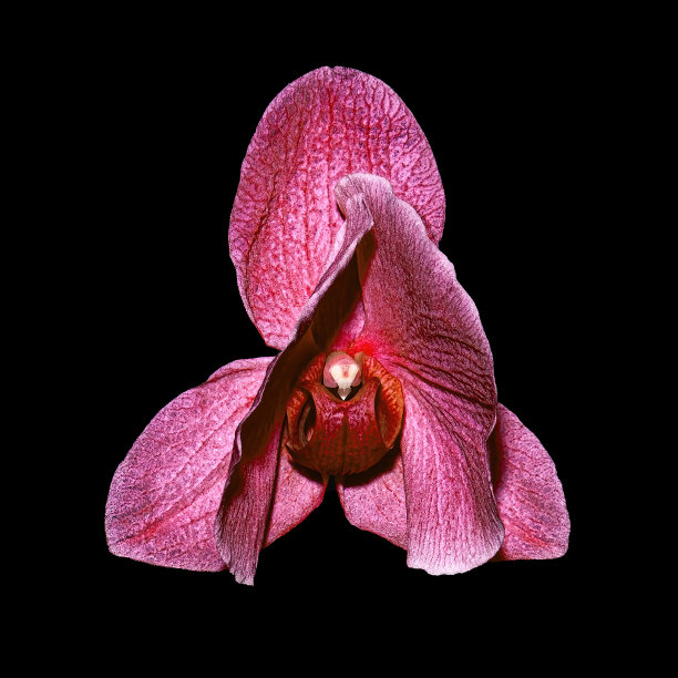 红色蝴蝶兰枯萎的花朵孤立在黑色背景上。图片下载