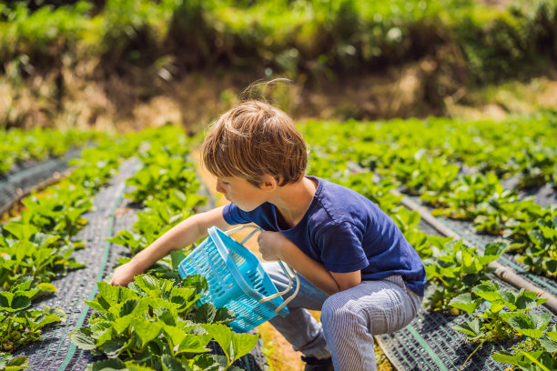 夏天，一个蹒跚学步的小男孩在有机草莓农场采摘浆果图片下载