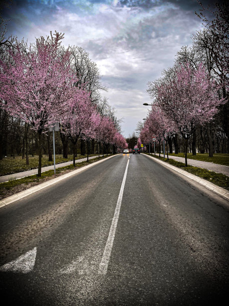 贝尔格莱德的一条街道图片下载