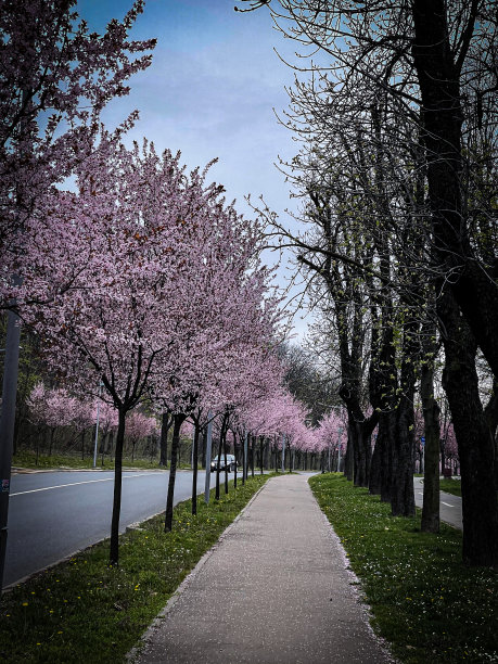 贝尔格莱德的一条街道图片下载