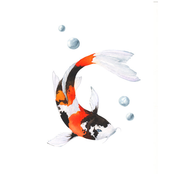 水彩插图的鱼锦鲤在白色的背景图片下载