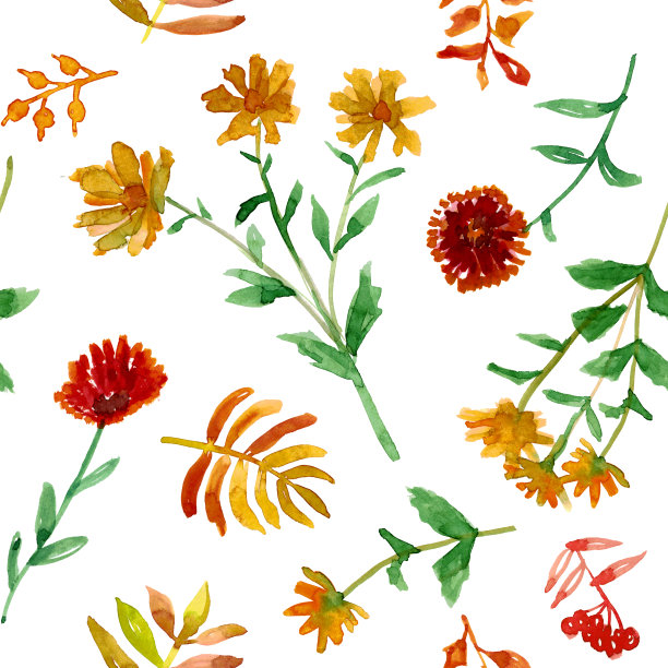 水彩秋天黄色花园花在白色背景无缝模式。手绘插图。图片下载