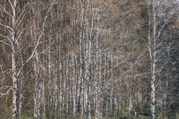阳光明媚的春日，枝繁叶茂的白桦林图片下载