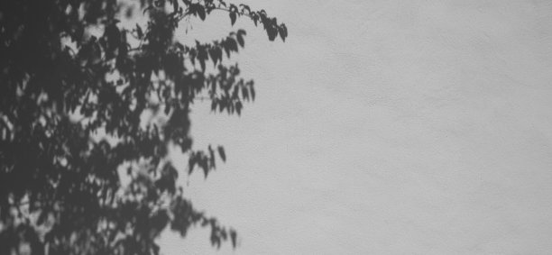 水泥墙上的叶影图片下载