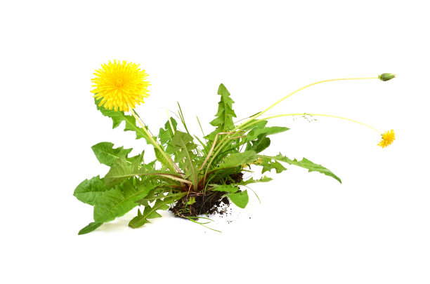 蒲公英的花图片下载