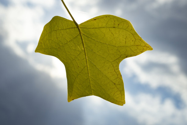 郁金香树叶的特殊形状。鹅掌楸叶图片下载